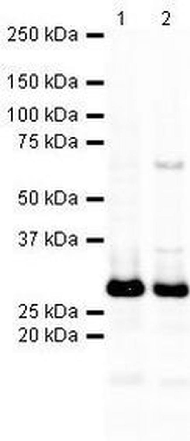 SNAP25 Antibody in Western Blot (WB)