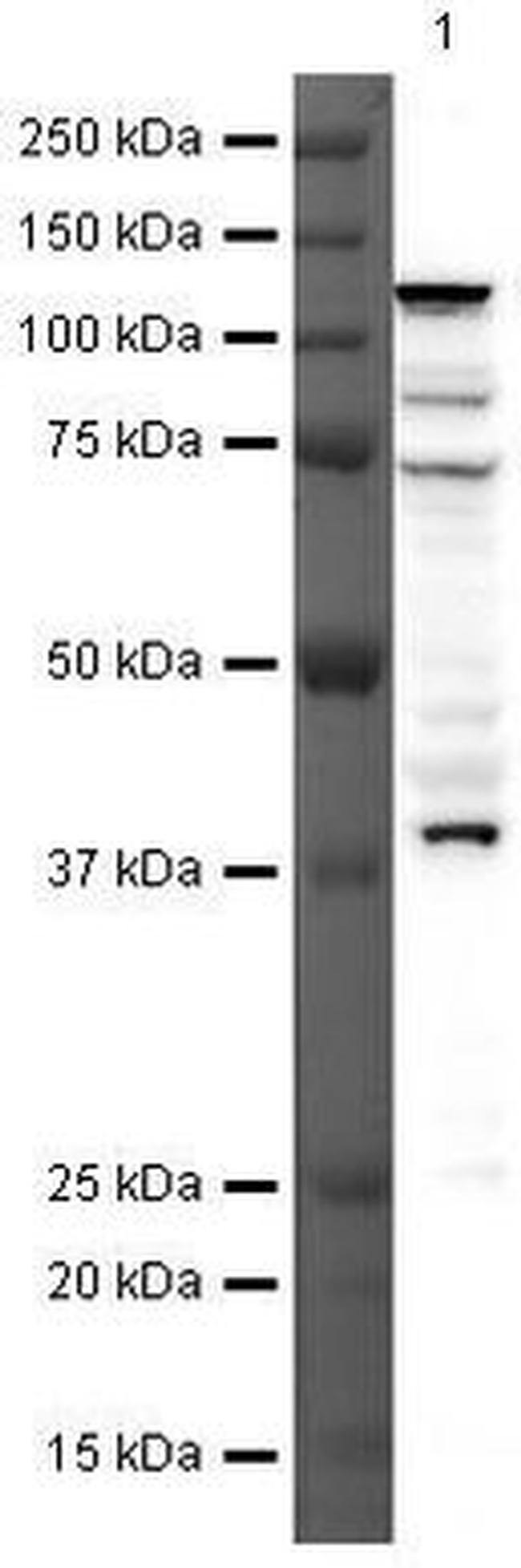 SOHLH1 Antibody in Western Blot (WB)