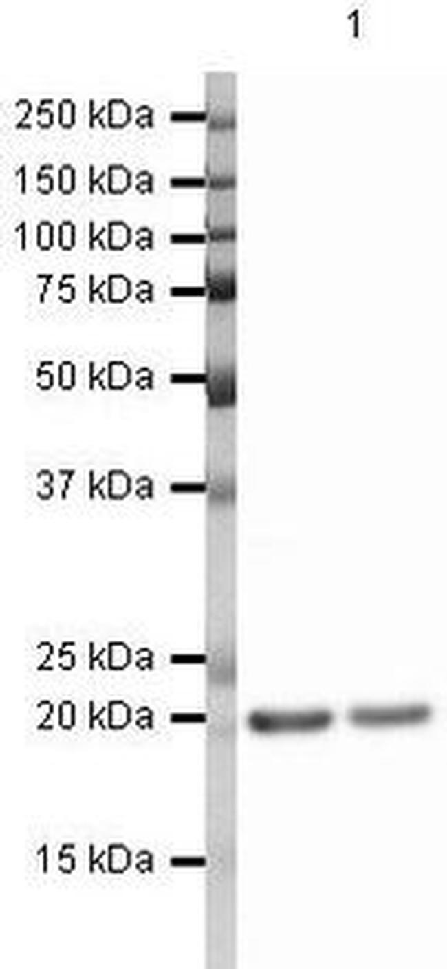 Cofilin Antibody in Western Blot (WB)