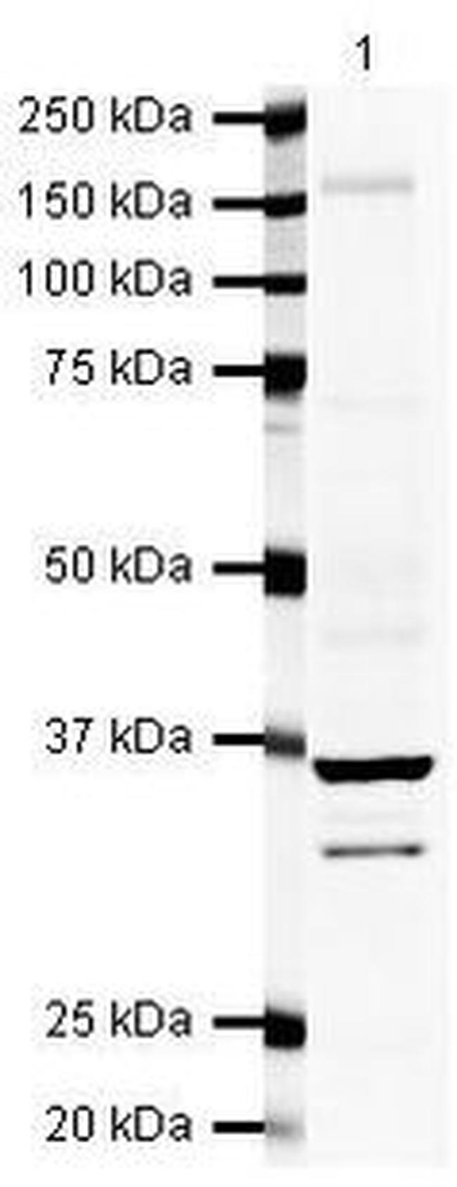 Galectin 8 Antibody in Western Blot (WB)