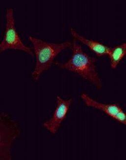 PDCD4 Antibody in Immunocytochemistry (ICC/IF)