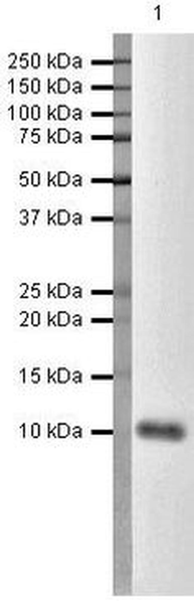 CXCL10 Antibody in Western Blot (WB)