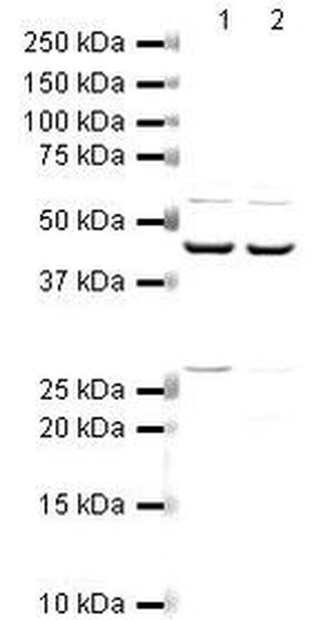 Arp2 Antibody in Western Blot (WB)