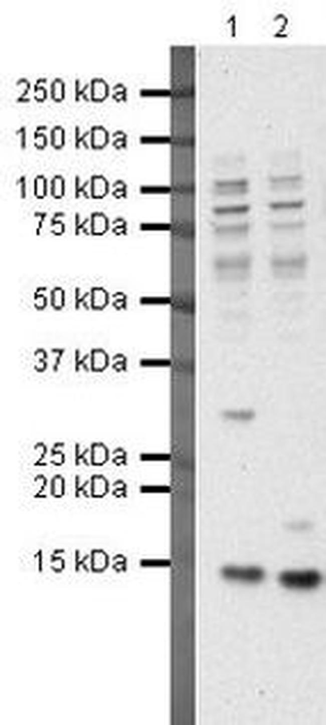 HINT1 Antibody in Western Blot (WB)