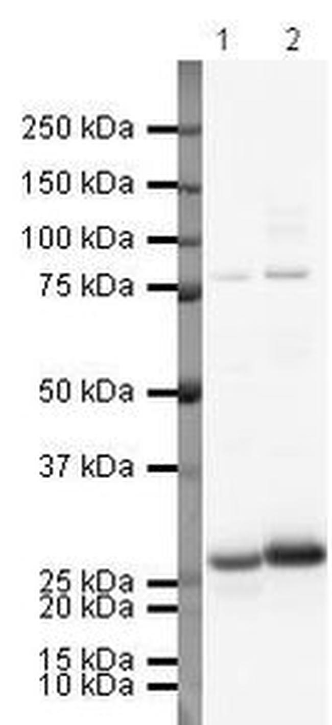 ApoA1 Antibody in Western Blot (WB)