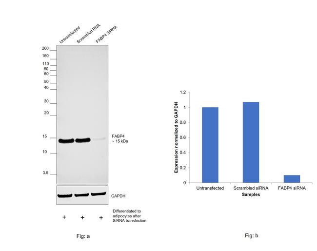 FABP4 Antibody in Western Blot (WB)