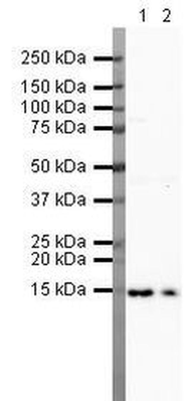 FABP4 Antibody in Western Blot (WB)