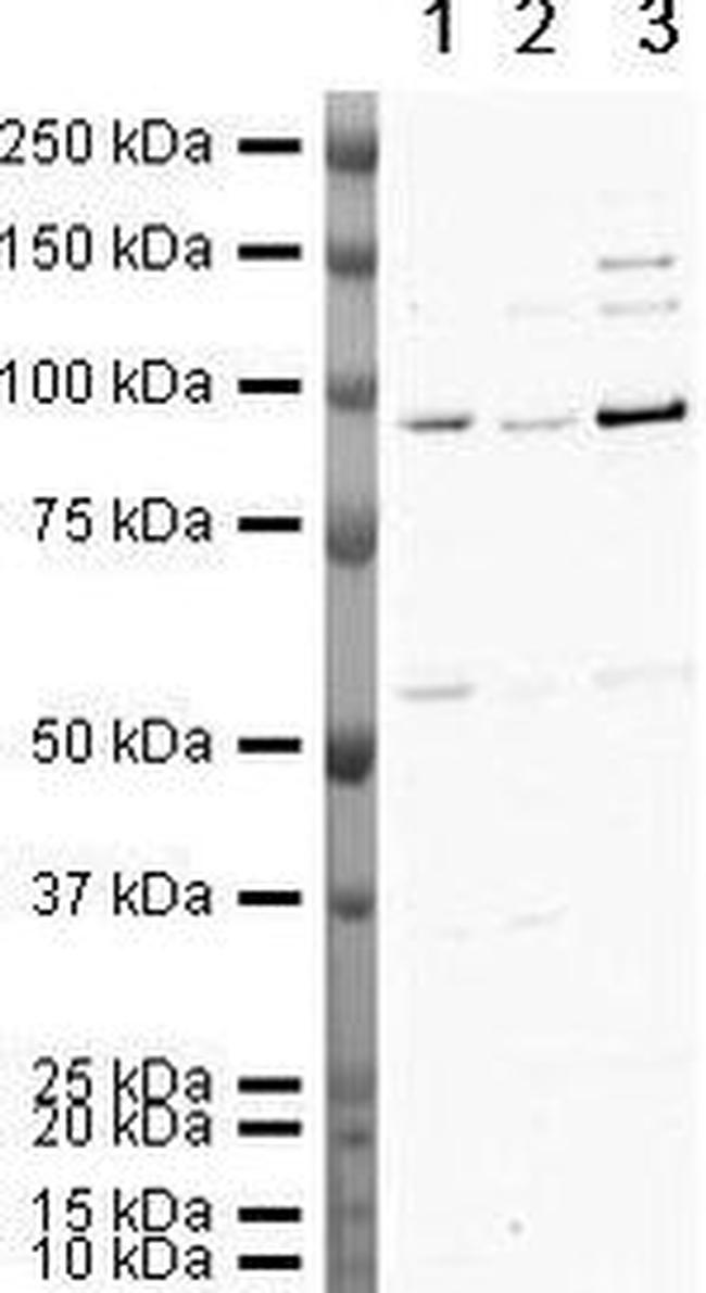 Gelsolin Antibody in Western Blot (WB)