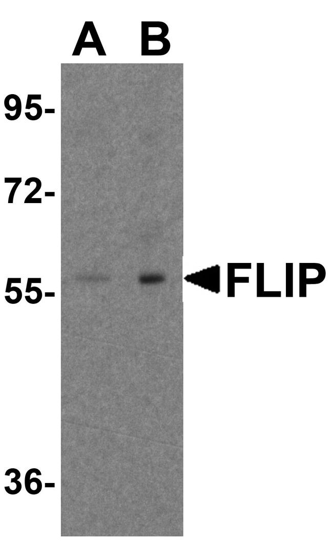 FLIP Antibody in Western Blot (WB)