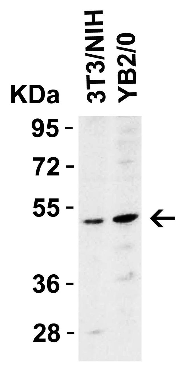 TRAIL-R2 (DR5) Antibody in Western Blot (WB)