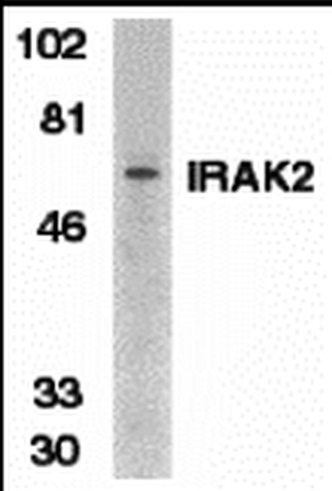 IRAK2 Antibody in Western Blot (WB)