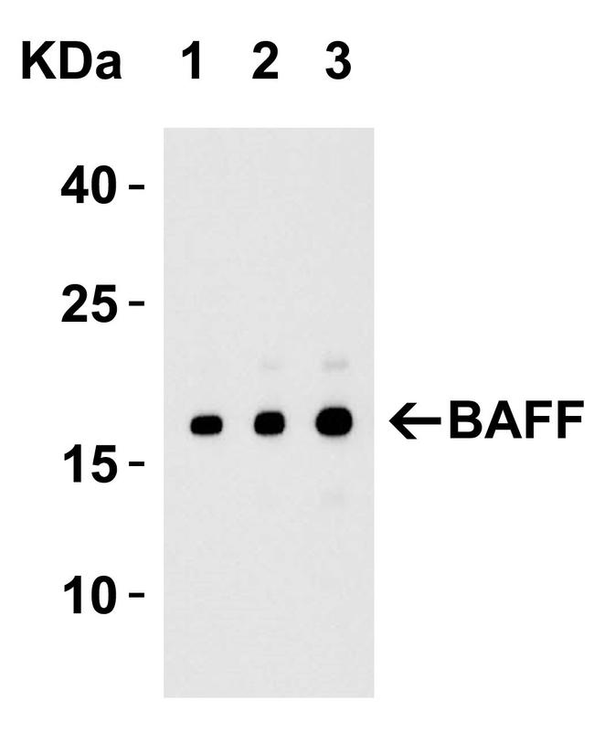 BAFF Antibody in Western Blot (WB)