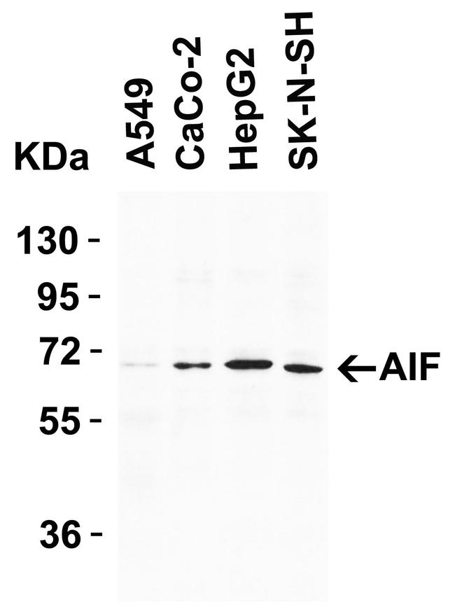 AIF Antibody in Western Blot (WB)