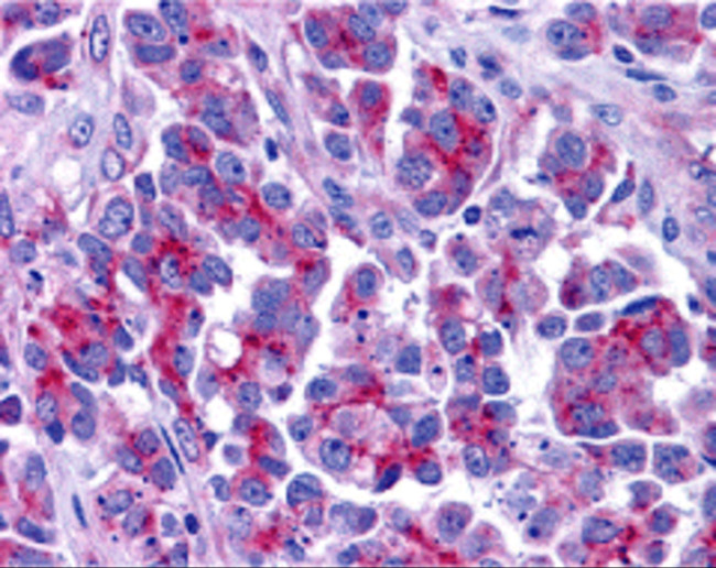 DIABLO Antibody in Immunohistochemistry (Paraffin) (IHC (P))