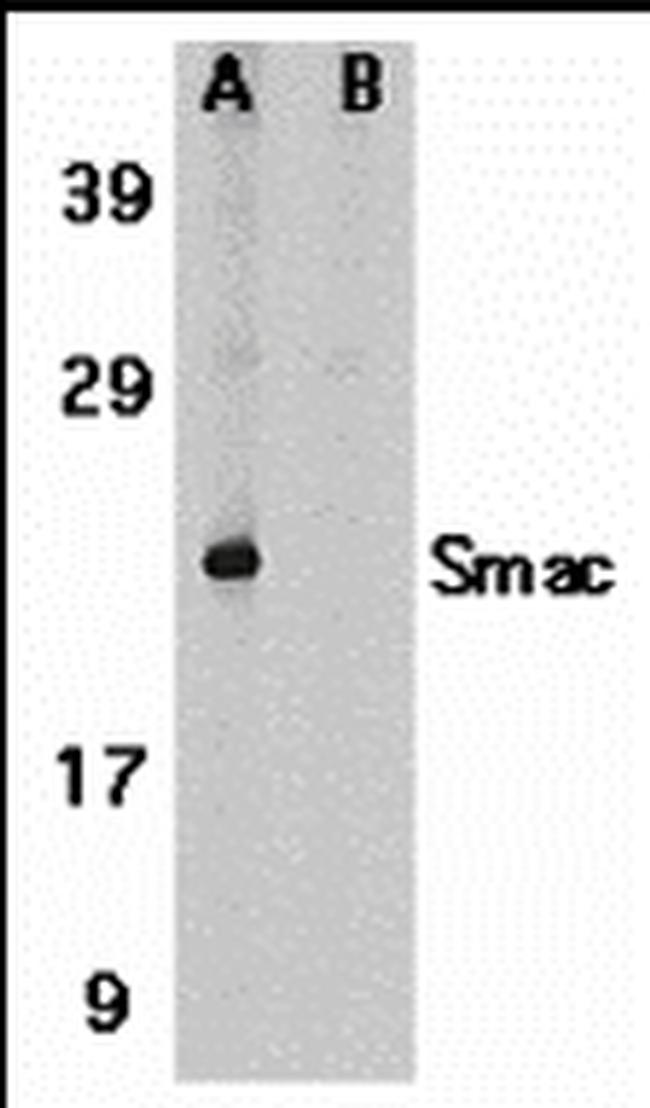 DIABLO Antibody in Western Blot (WB)