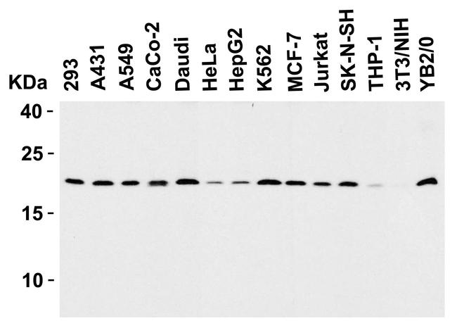 DIABLO Antibody in Western Blot (WB)