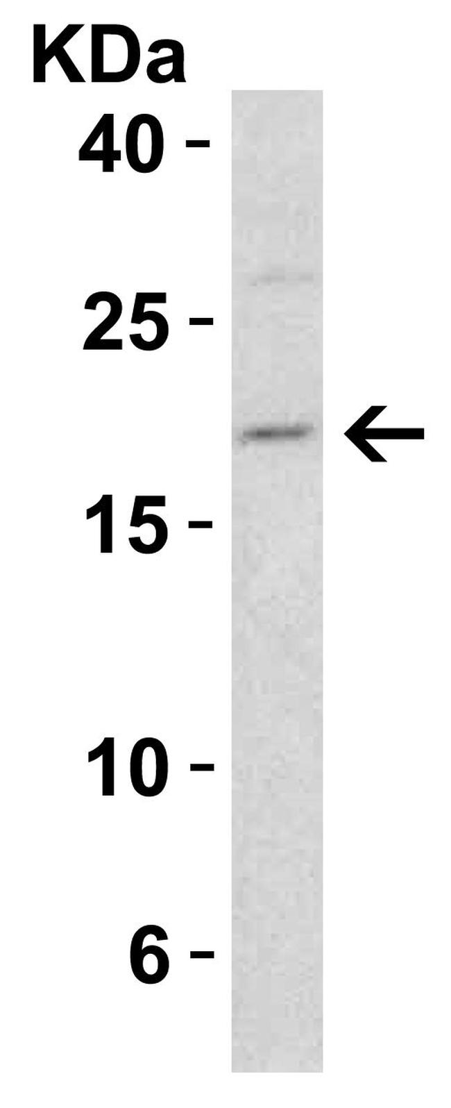 DIABLO Antibody in Western Blot (WB)