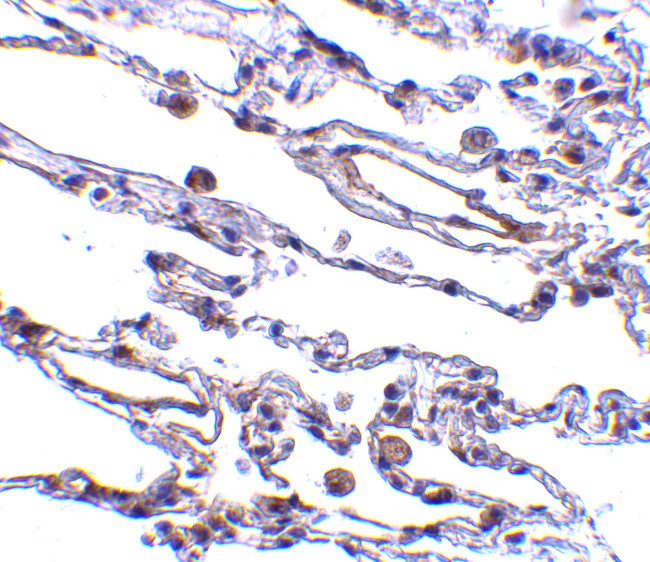 TRAF3IP2 Antibody in Immunohistochemistry (IHC)