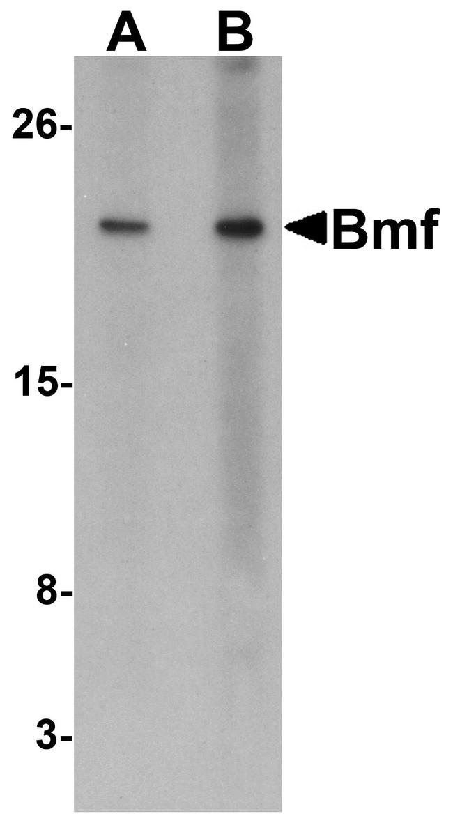 Bmf Antibody in Western Blot (WB)