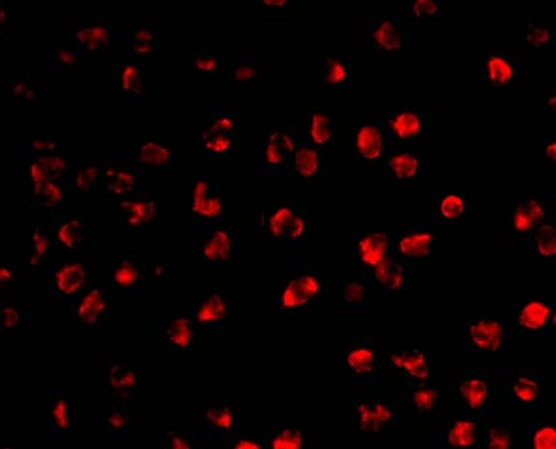 AID Antibody in Immunocytochemistry (ICC/IF)