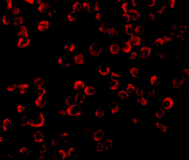 TRAF6 Antibody in Immunocytochemistry (ICC/IF)