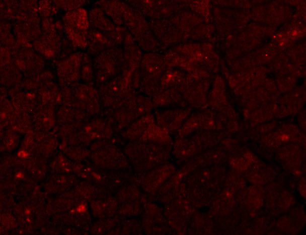 Caspase 12 Antibody in Immunohistochemistry (IHC)