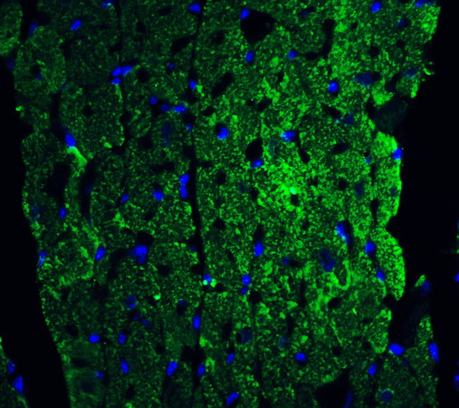 Caspase 12 Antibody in Immunohistochemistry (IHC)