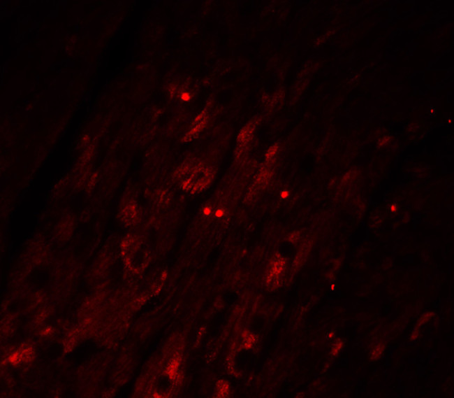 Caspase 12 Antibody in Immunohistochemistry (IHC)