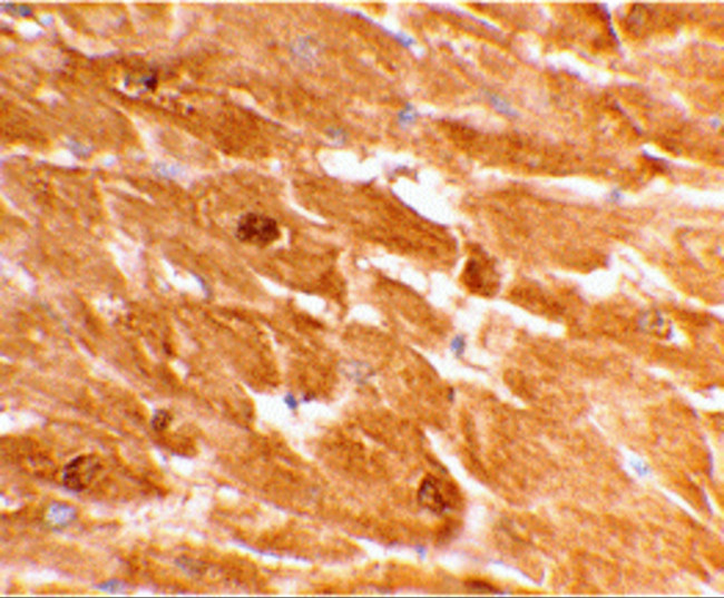 Caspase 12 Antibody in Immunohistochemistry (IHC)