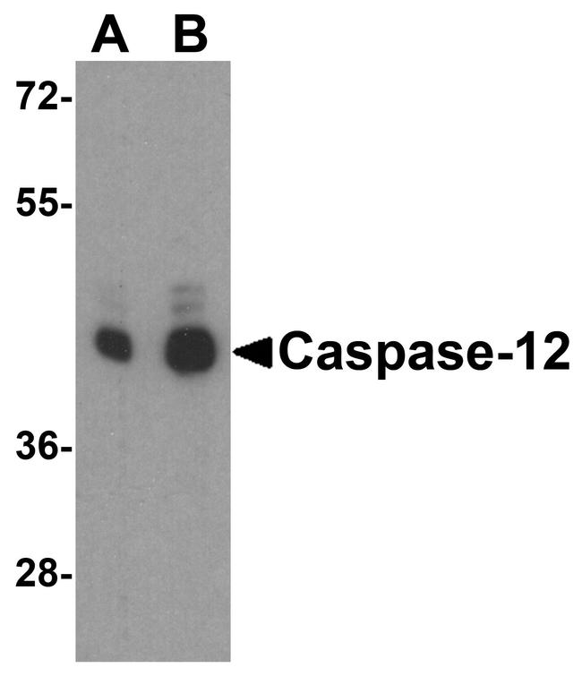 Caspase 12 Antibody in Western Blot (WB)