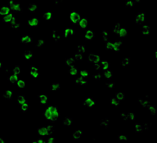 TLR10 Antibody in Immunocytochemistry (ICC/IF)