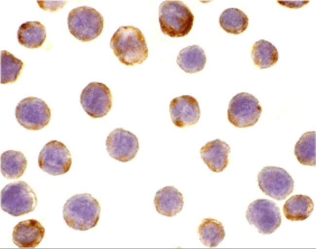 DAD1 Antibody in Immunocytochemistry (ICC/IF)