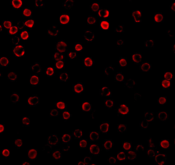 DAD1 Antibody in Immunocytochemistry (ICC/IF)