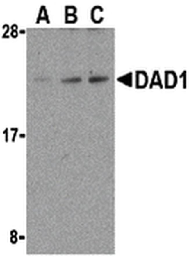 DAD1 Antibody in Western Blot (WB)