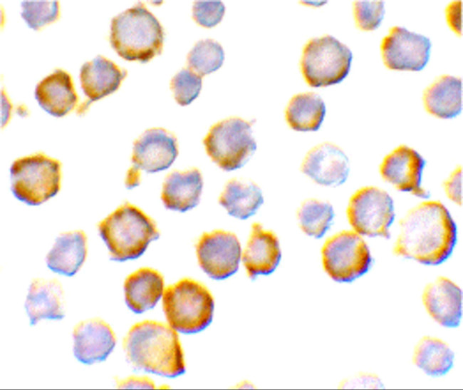 SIGIRR Antibody in Immunocytochemistry (ICC/IF)