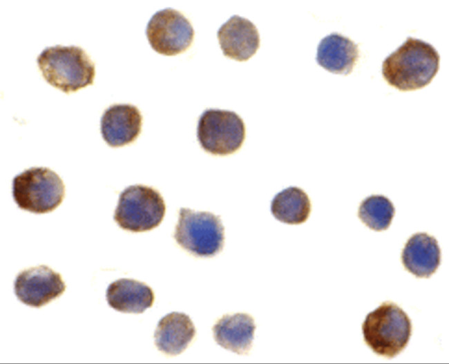 IRF3 Antibody in Immunocytochemistry (ICC/IF)