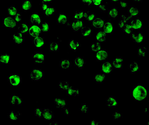 IRF8 Antibody in Immunocytochemistry (ICC/IF)