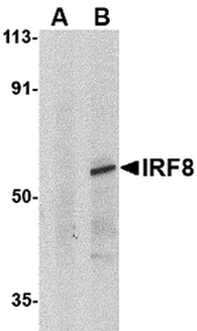 IRF8 Antibody in Western Blot (WB)