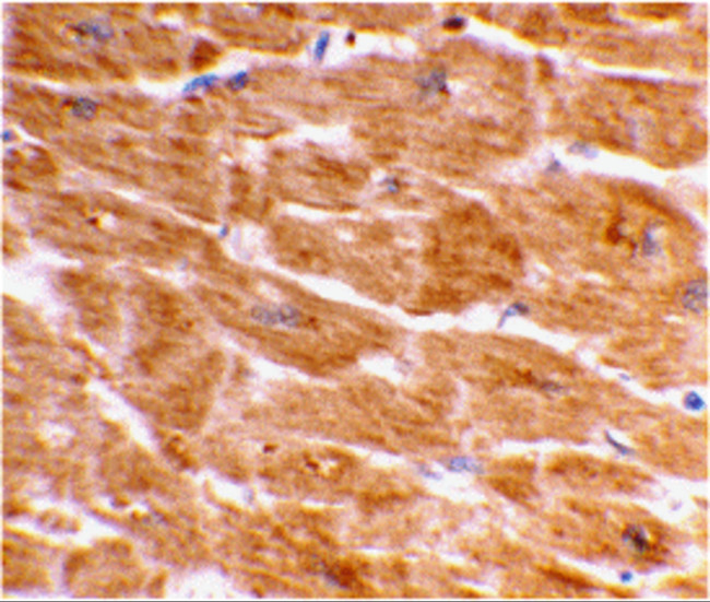 Caspase 1 Antibody in Immunohistochemistry (IHC)