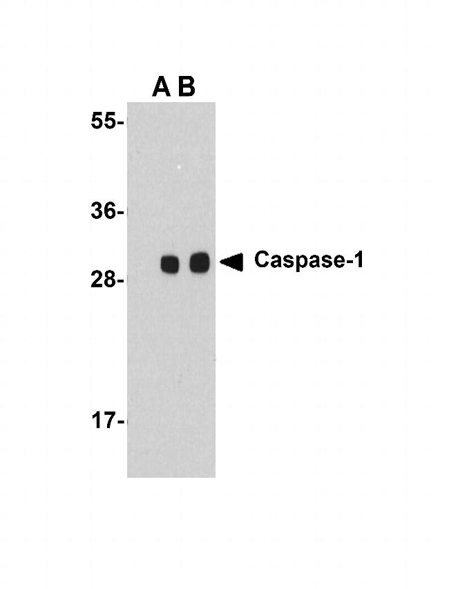 Caspase 1 Antibody in Western Blot (WB)