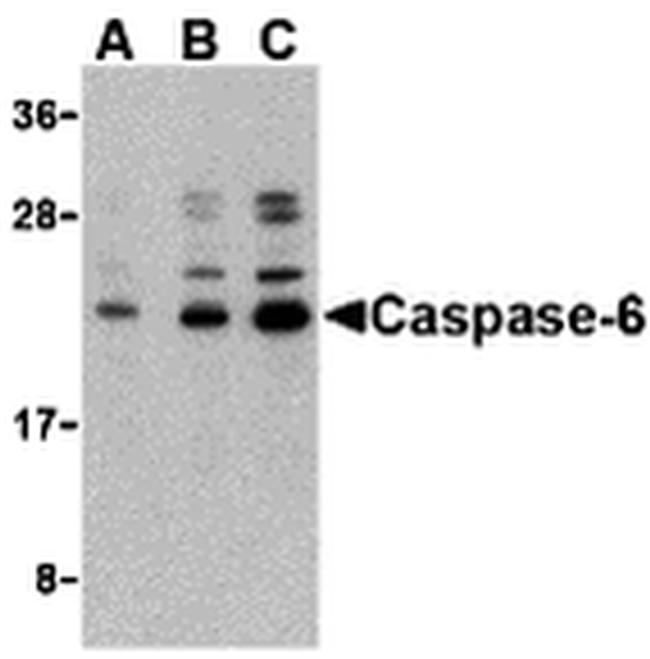 Caspase 6 Antibody in Western Blot (WB)