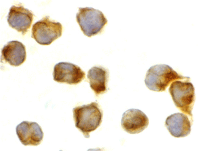 Caspase 8 Antibody in Immunocytochemistry (ICC/IF)