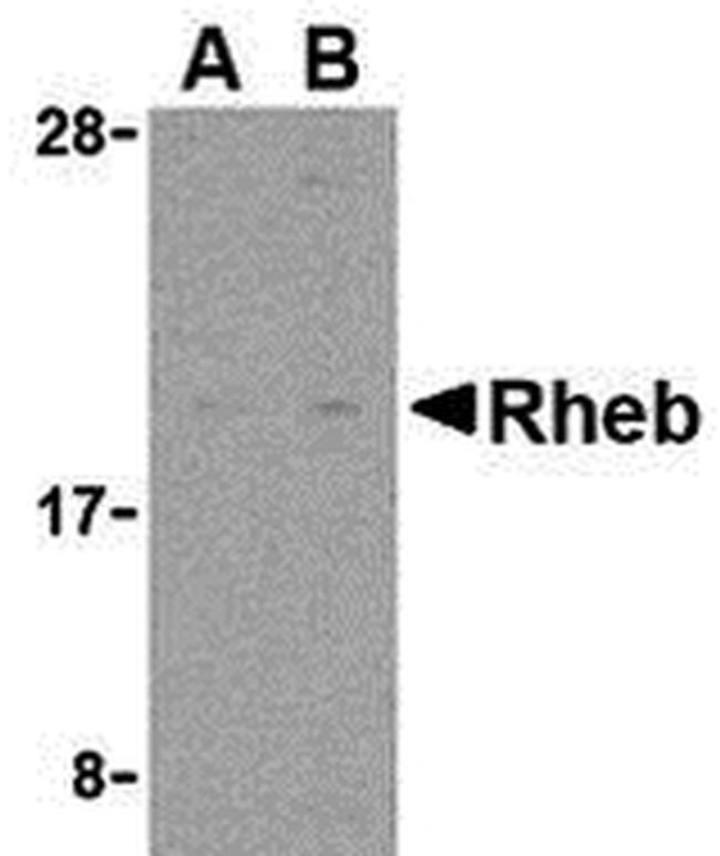 RHEB Antibody in Western Blot (WB)