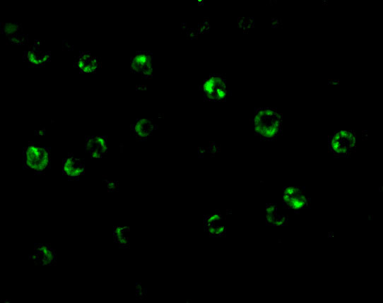 CTRP6 Antibody in Immunocytochemistry (ICC/IF)