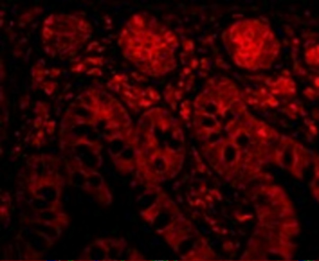 Bit1 Antibody in Immunocytochemistry (ICC/IF)