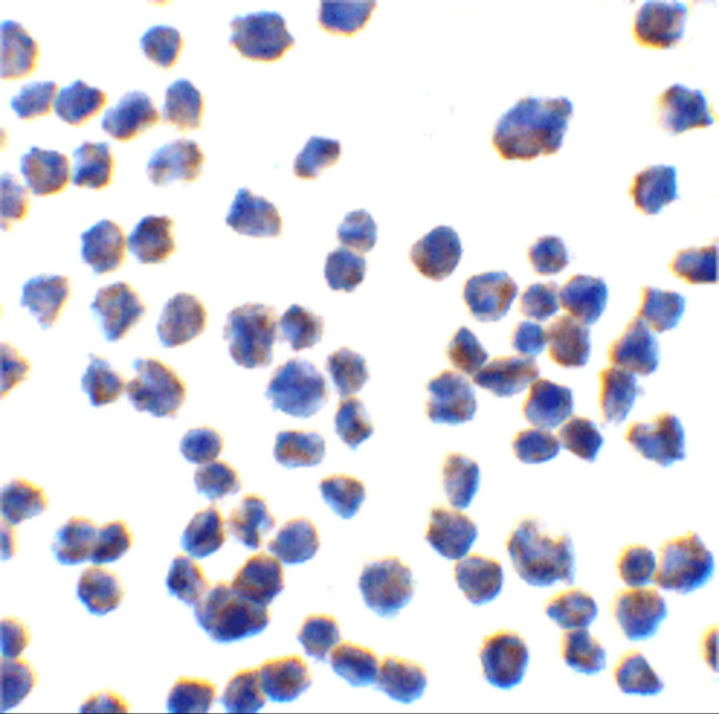 CTRP7 Antibody in Immunocytochemistry (ICC/IF)