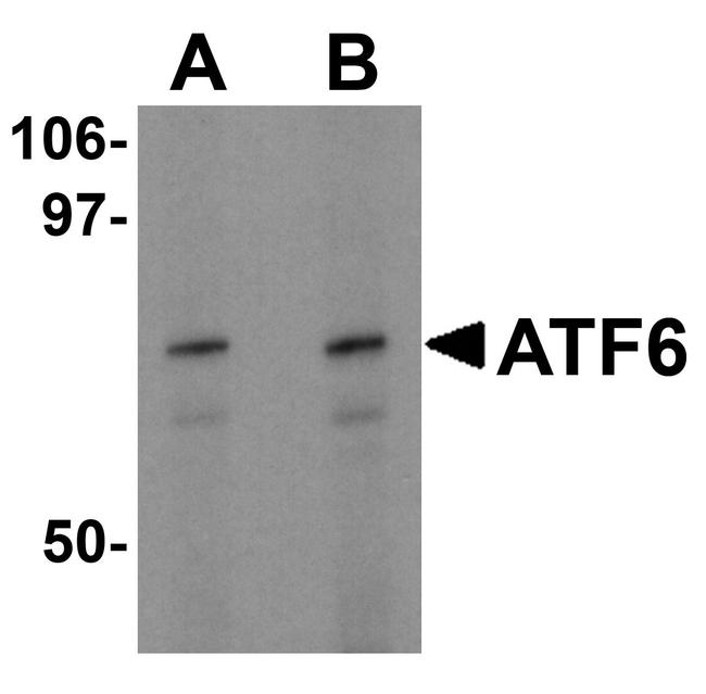 ATF6 Antibody in Western Blot (WB)