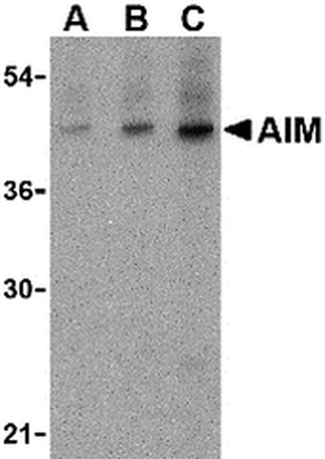 AIM Antibody in Western Blot (WB)