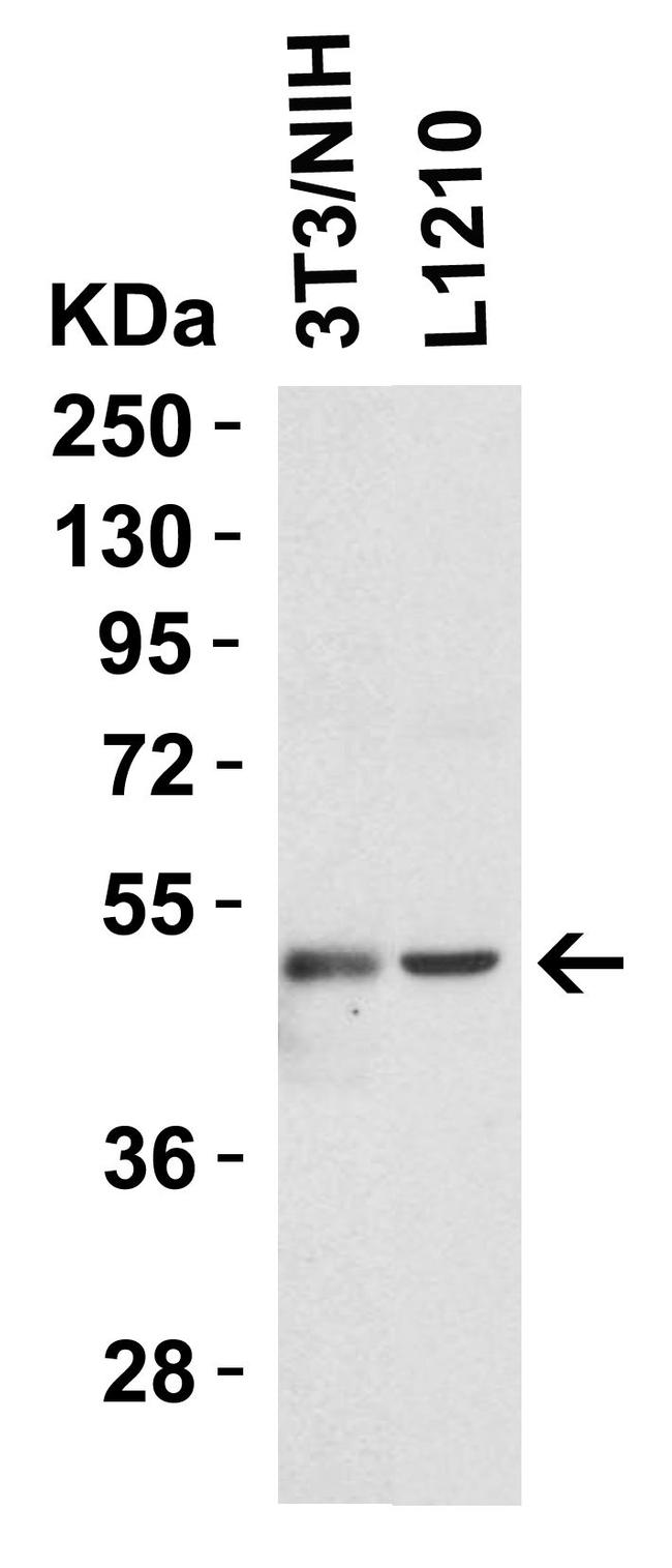 TIP47 Antibody in Western Blot (WB)