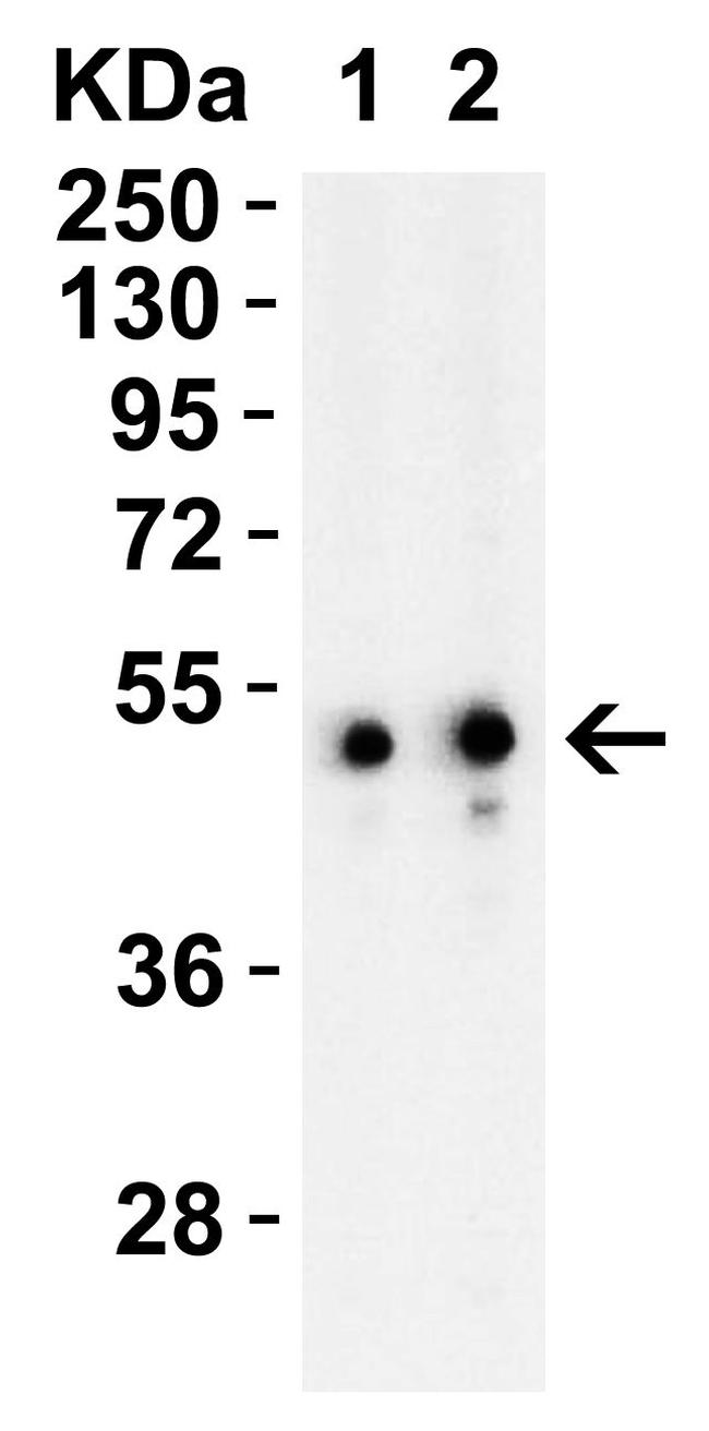 TIP47 Antibody in Western Blot (WB)